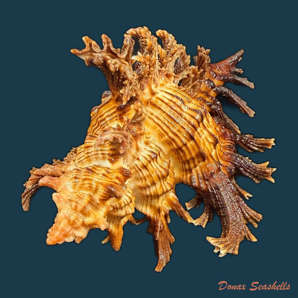 chicoreus-spectrum-reeve-1846-75-3mm-copia