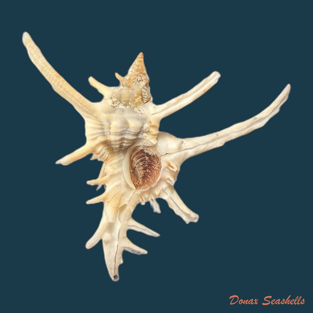 chicoreus-spectrum-reeve-1846-92-1mm-copia