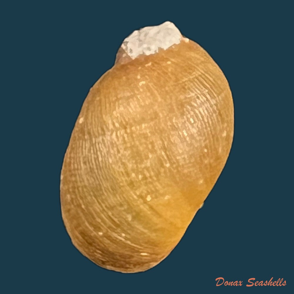 chilina-megastoma-h-scott-1958-11-7mm-copia