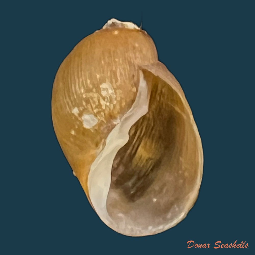 chilina-megastoma-h-scott-1958-11-7mm-copia