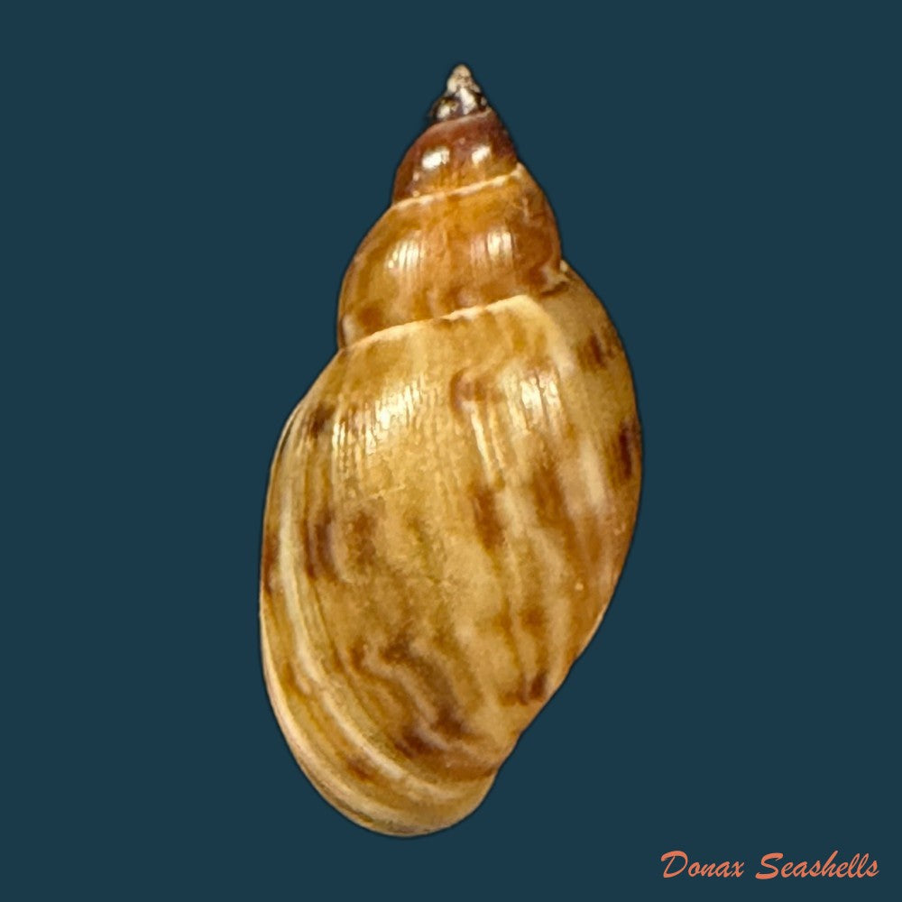 chilina-parchappei-orbigny-1835-17-7mm-copia