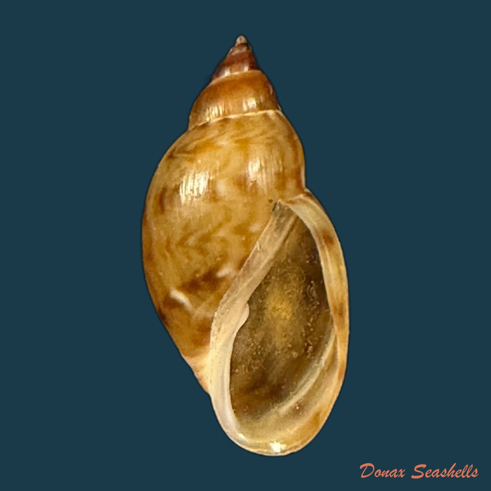 chilina-parchappei-orbigny-1835-17-7mm-copia