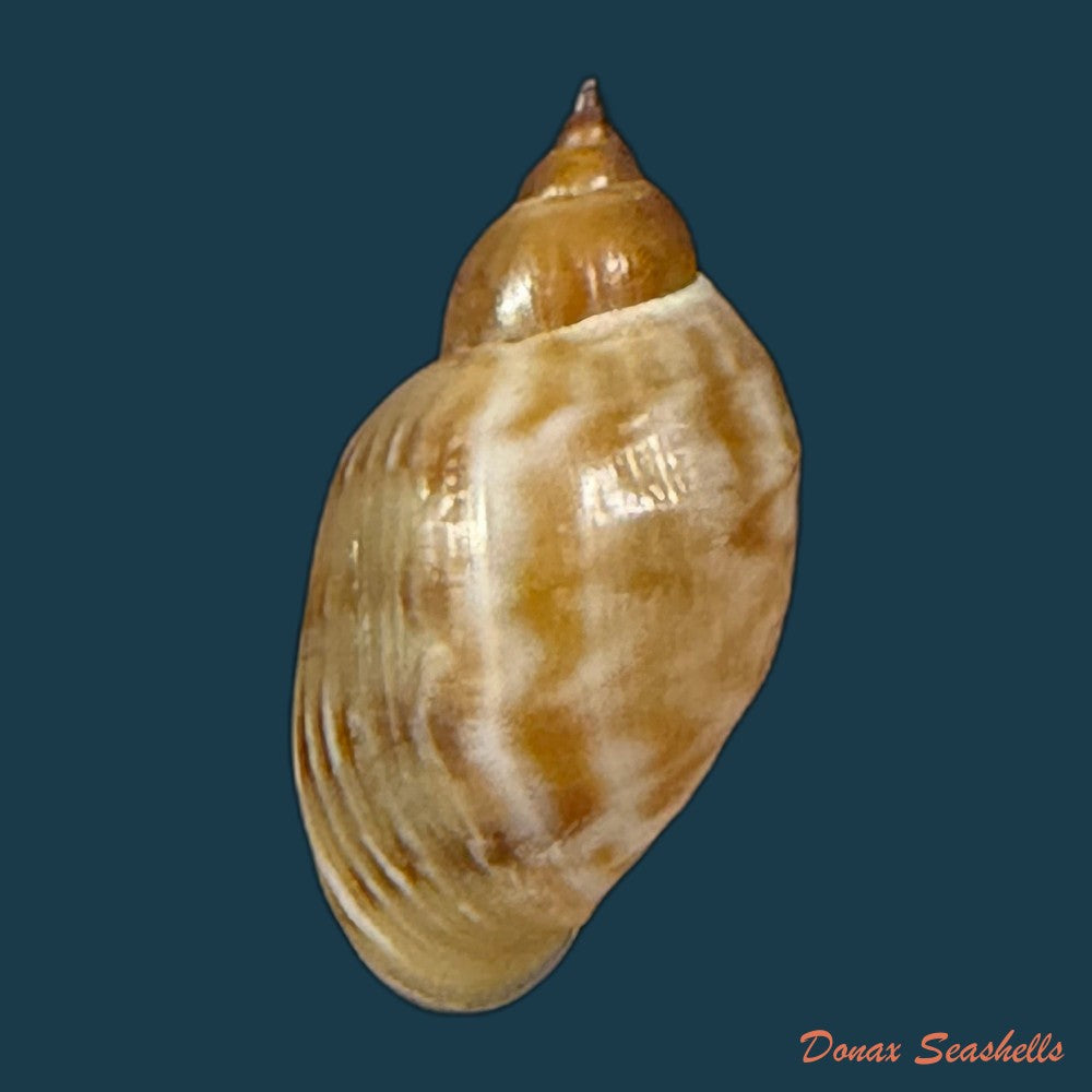 chilina-parchappei-orbigny-1835-25-2mm-copia
