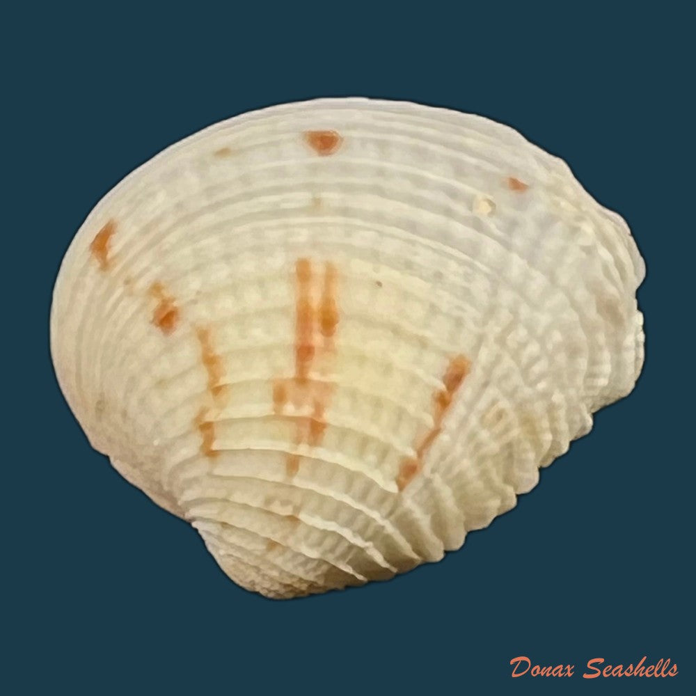 chione-cancellata-linnaeus-1758-39-9mm-copia