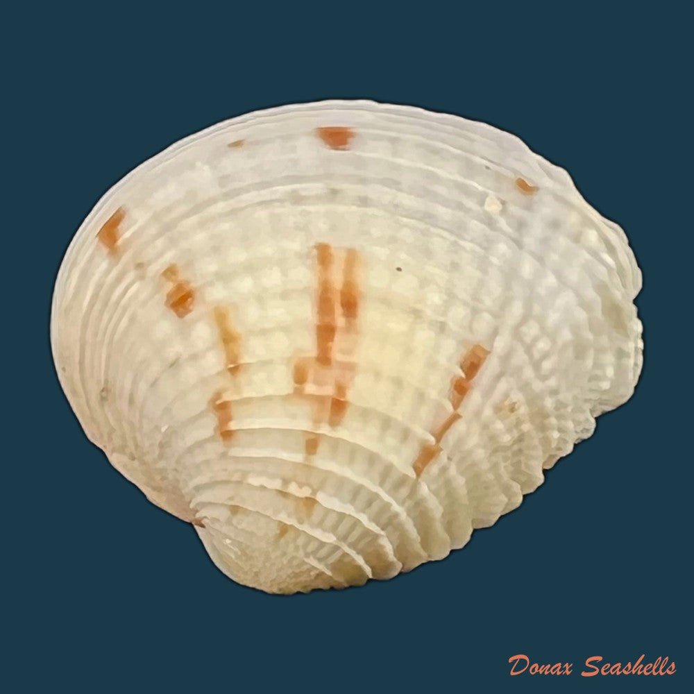 chione-cancellata-linnaeus-1758-39-9mm-copia