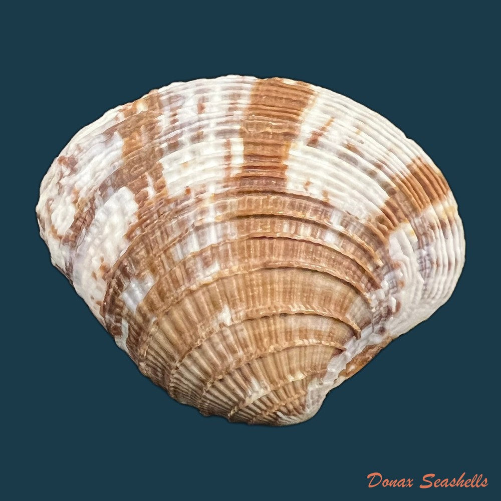 chione-cancellata-linnaeus-1758-40mm-copia