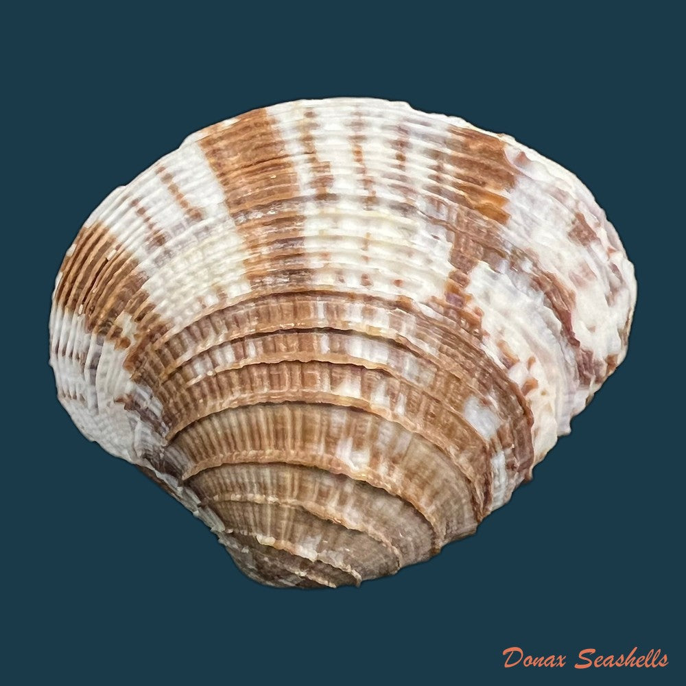 chione-cancellata-linnaeus-1758-40mm-copia