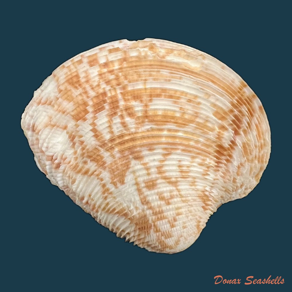 chionopsis-crenata-gmelin-1791-71-7mm-copia-1