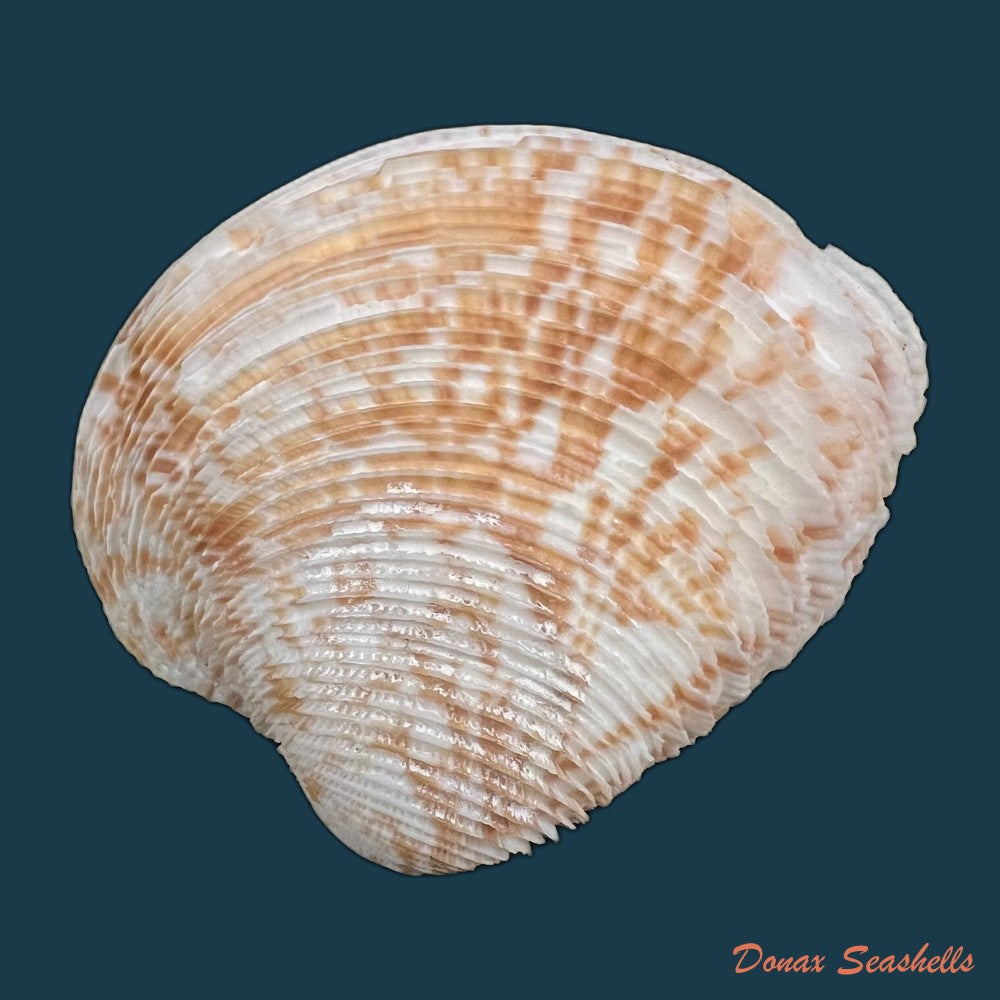 chionopsis-crenata-gmelin-1791-71-7mm-copia-1