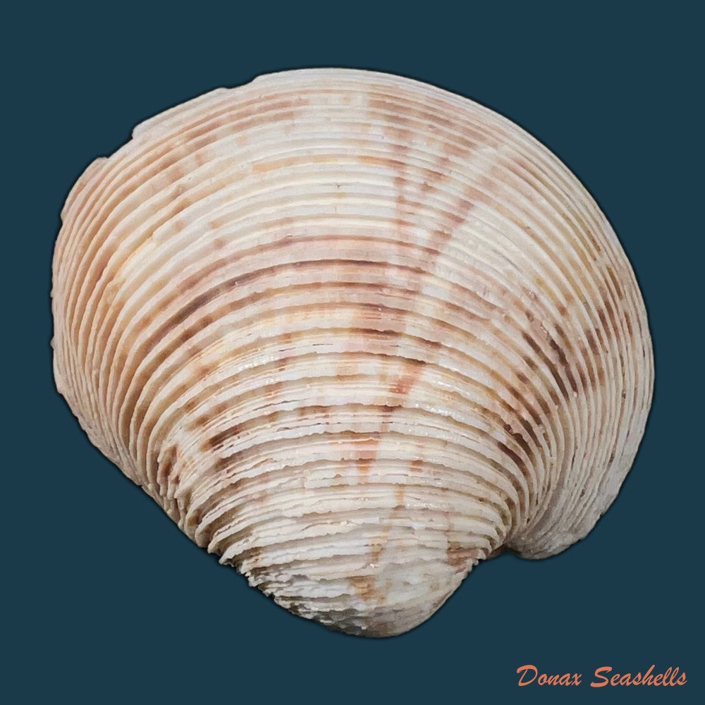 chionopsis-crenata-gmelin-1791-71-7mm-copia