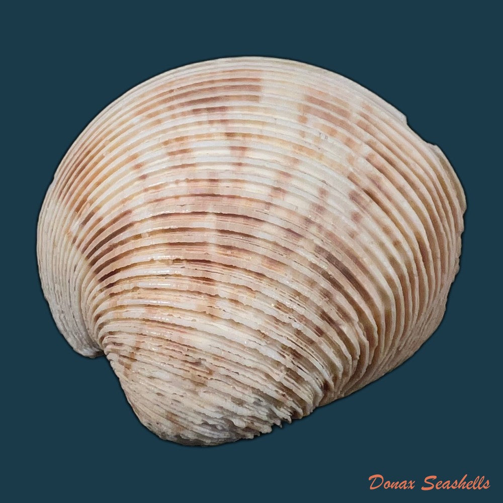 chionopsis-crenata-gmelin-1791-71-7mm-copia