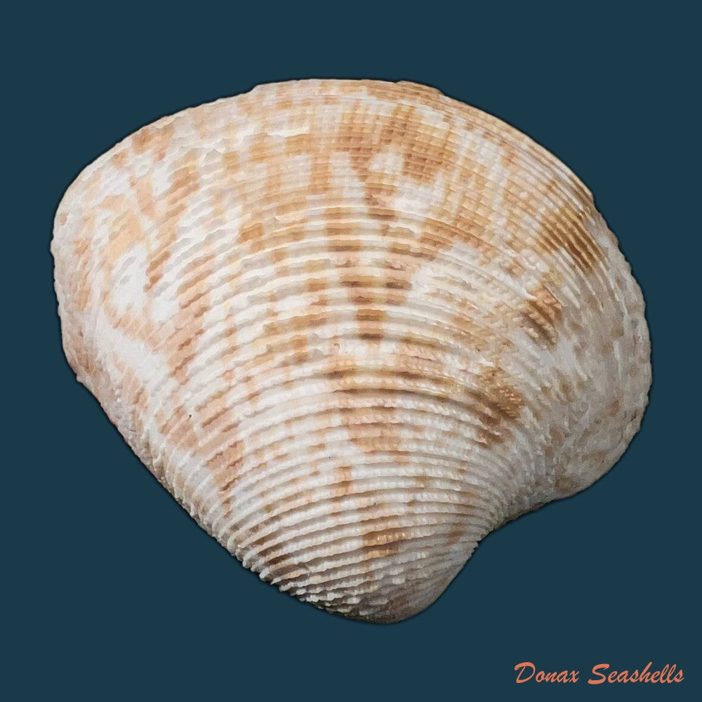 chionopsis-crenata-gmelin-1791-74-4mm-copia