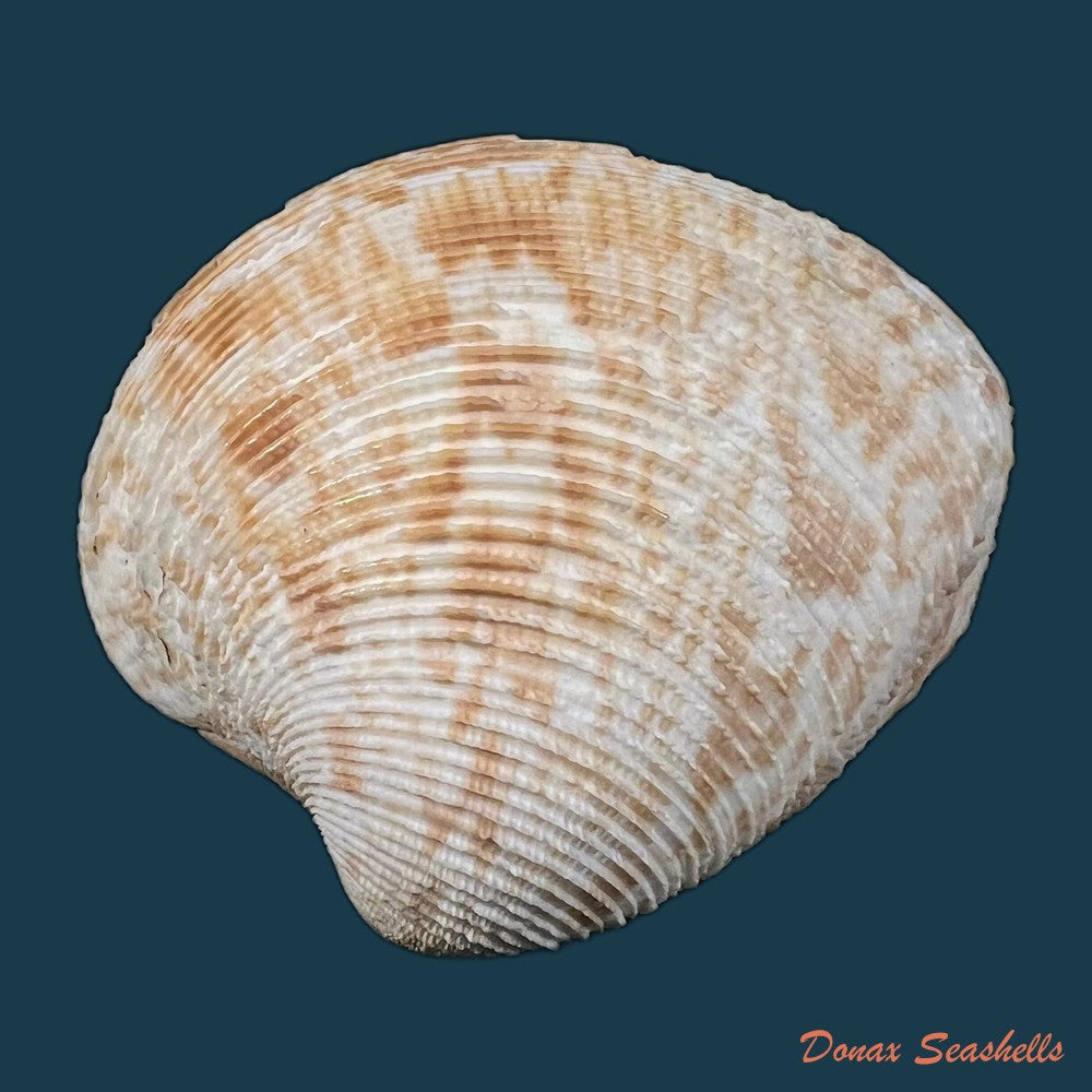 chionopsis-crenata-gmelin-1791-74-4mm-copia