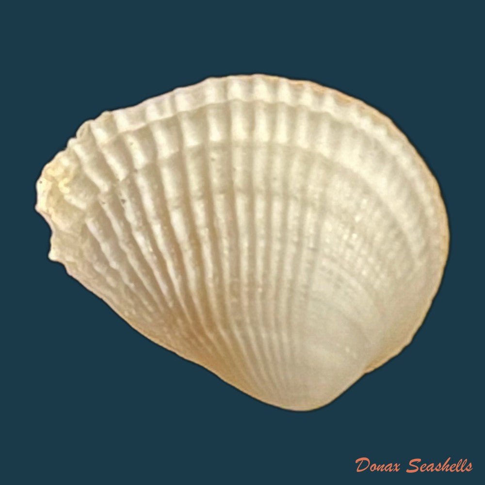 choristodon-typicus-jonas-1844-16-5mm-copia
