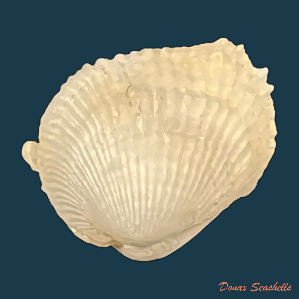 choristodon-typicus-jonas-1844-17-2mm-copia