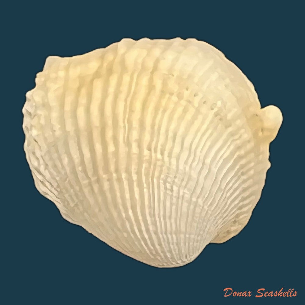 choristodon-typicus-jonas-1844-17-2mm-copia