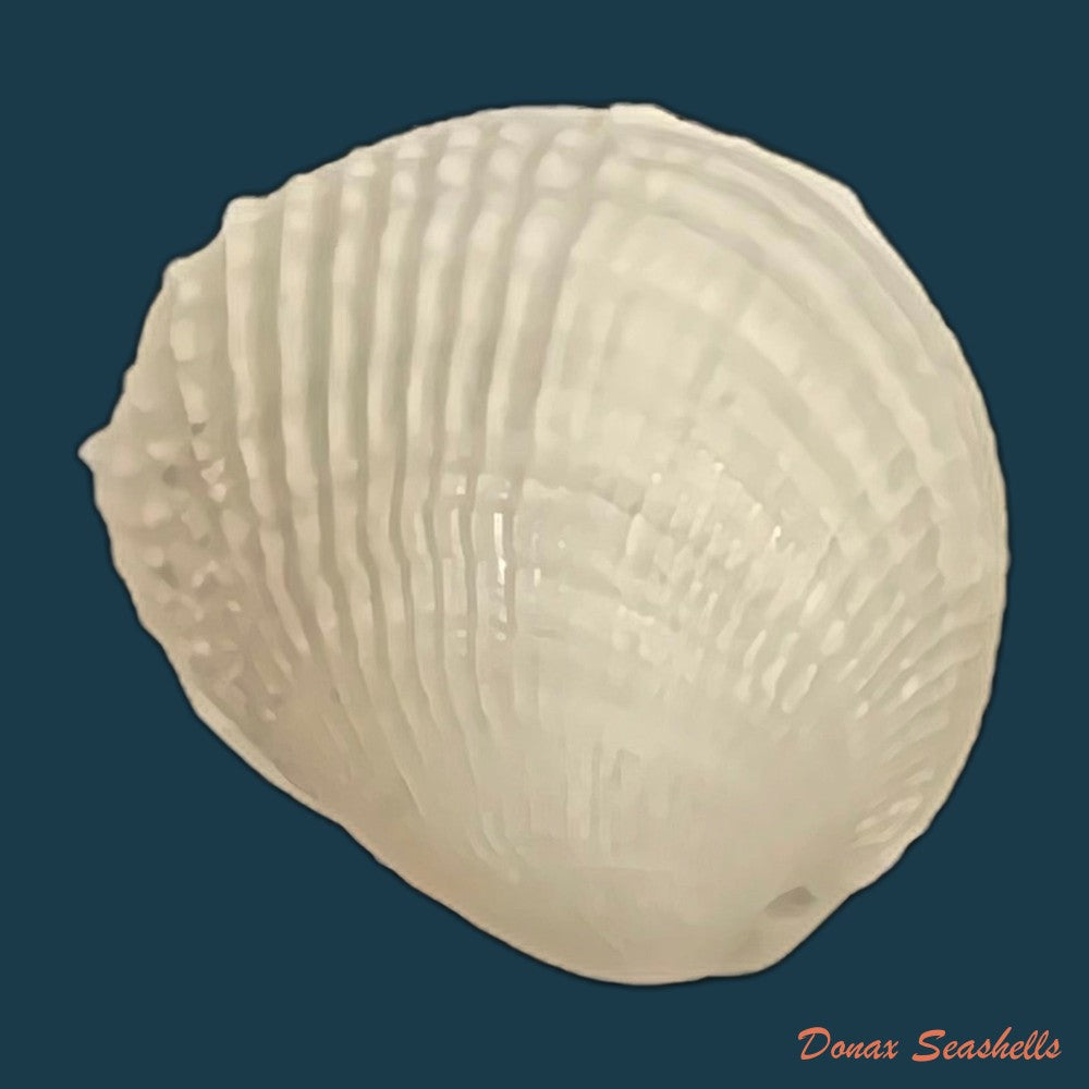 choristodon-typicus-jonas-1844-17-4mm-copia