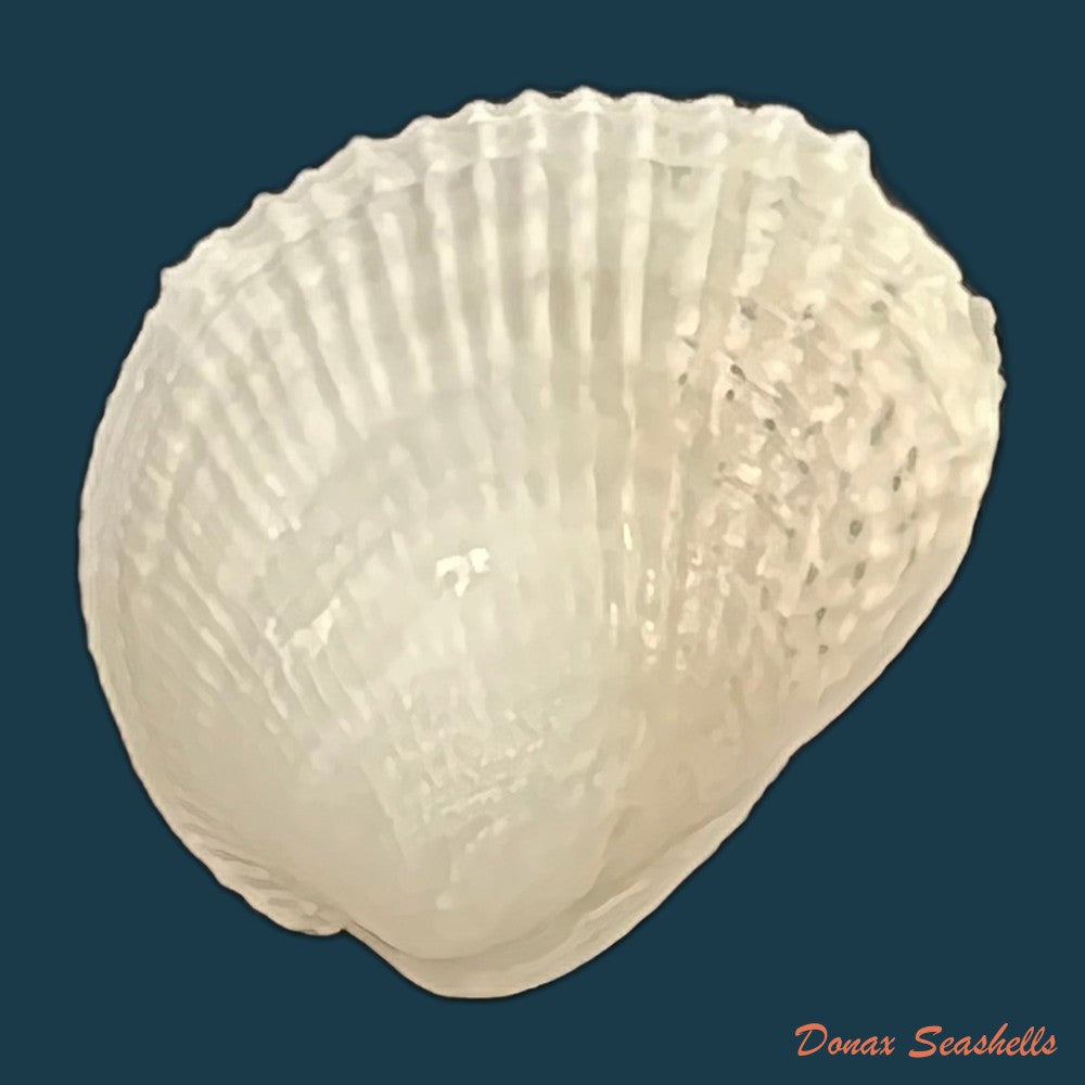 choristodon-typicus-jonas-1844-17-4mm-copia