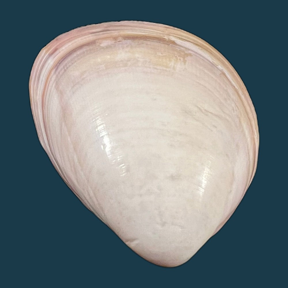 choristodon-typicus-jonas-1844-18mm-copia