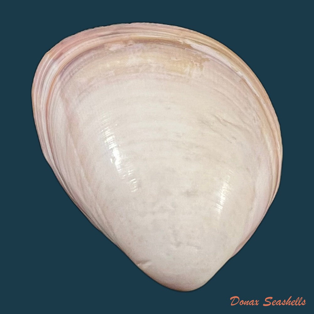 choristodon-typicus-jonas-1844-18mm-copia