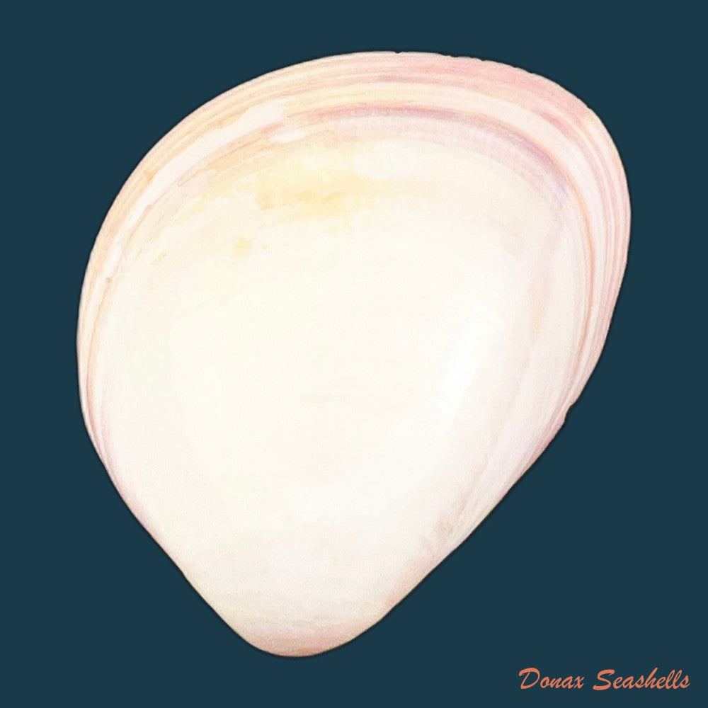 choristodon-typicus-jonas-1844-18mm-copia