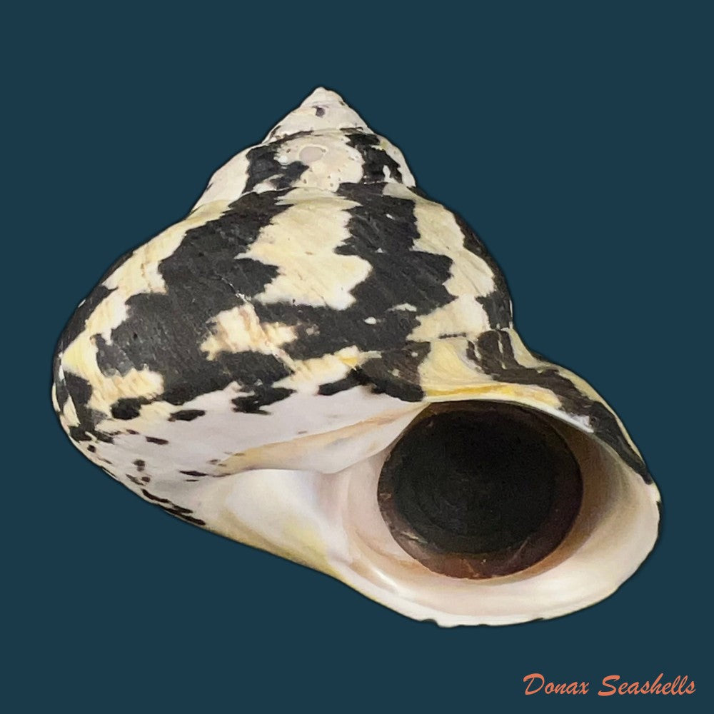 cittarium-pica-linnaeus-1758-71-3mm-copia