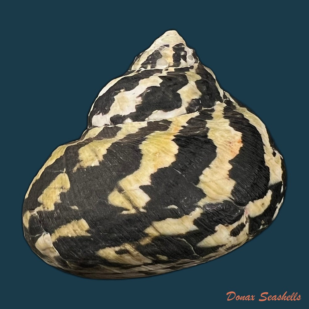 cittarium-pica-linnaeus-1758-73-4mm-copia