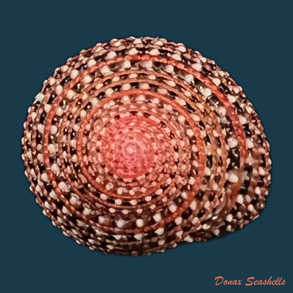 clanculus-pharaonius-linnaeus-1758-18-3mm-copia