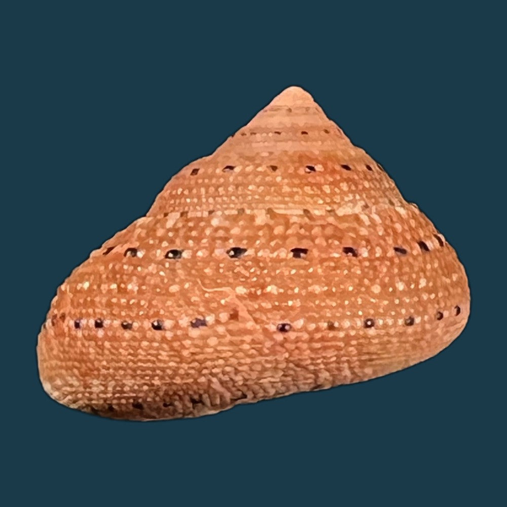 clanculus-puniceus-philippi-1846-16-7mm-copia