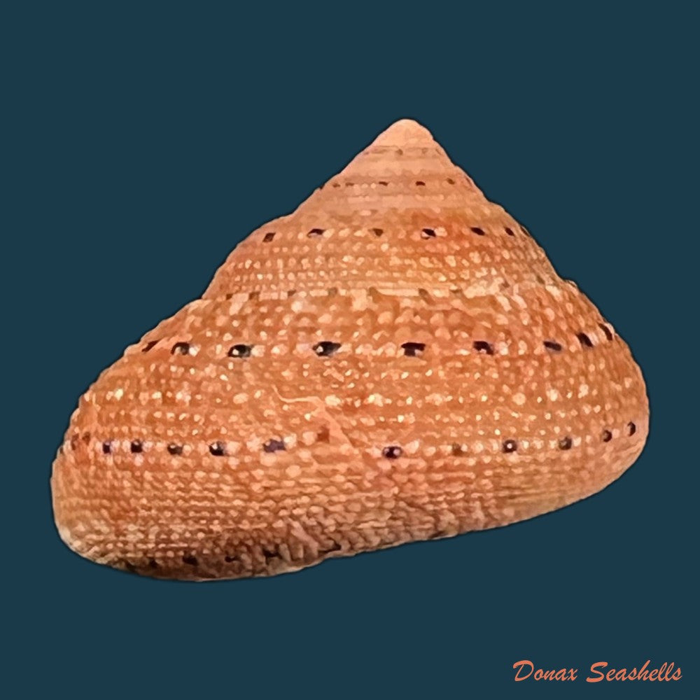 clanculus-puniceus-philippi-1846-16-7mm-copia