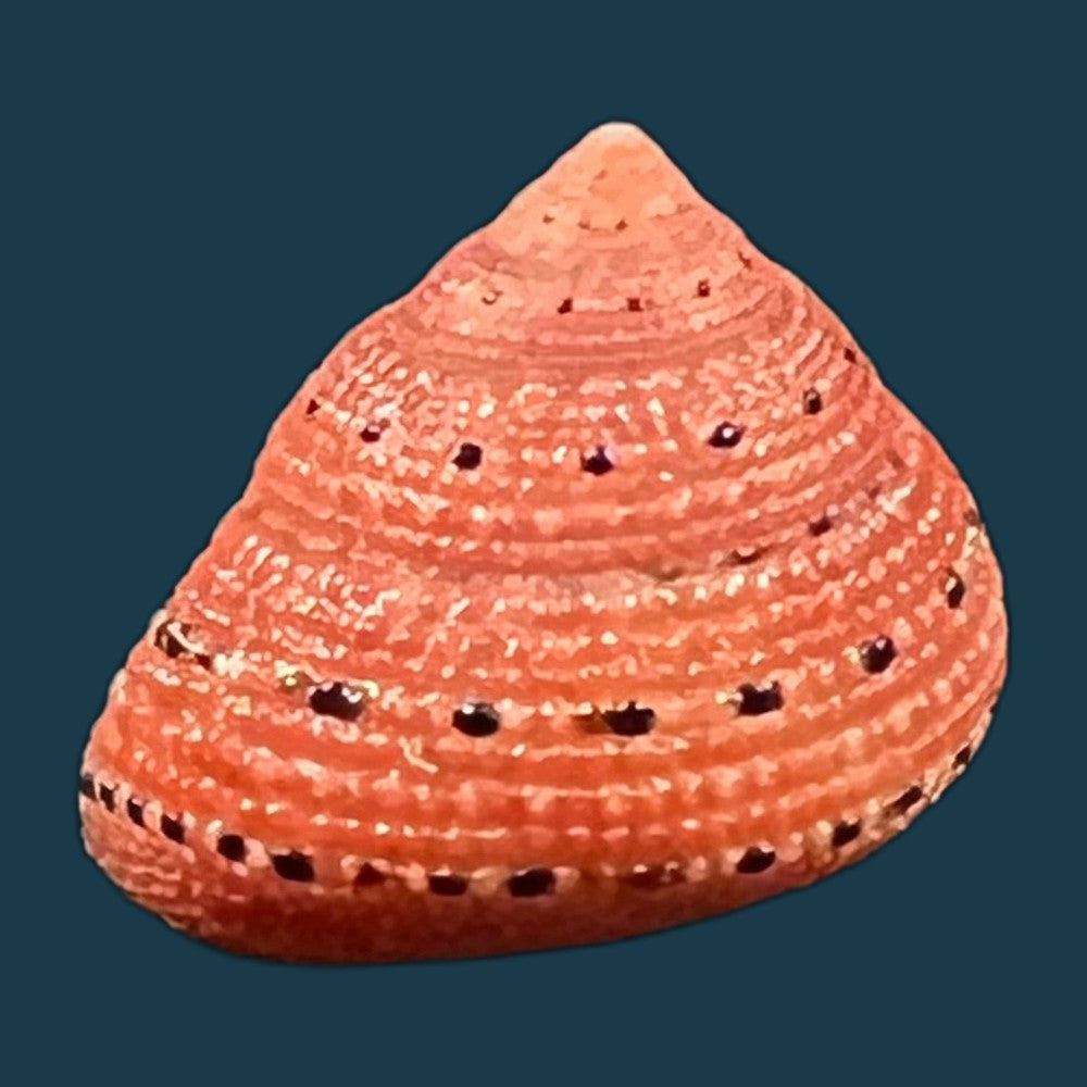 clanculus-puniceus-philippi-1846-18-5mm-copia