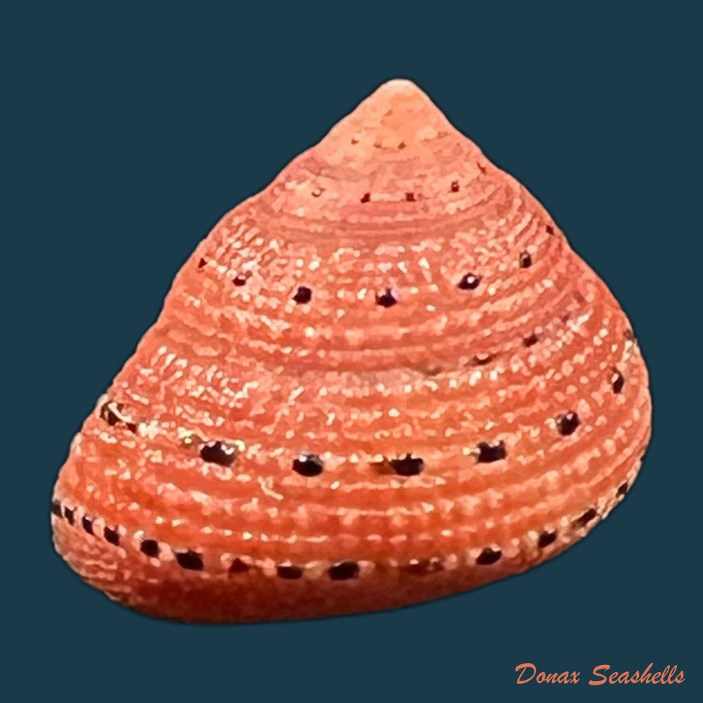 clanculus-puniceus-philippi-1846-18-5mm-copia