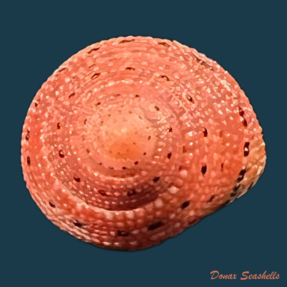 clanculus-puniceus-philippi-1846-18-5mm-copia