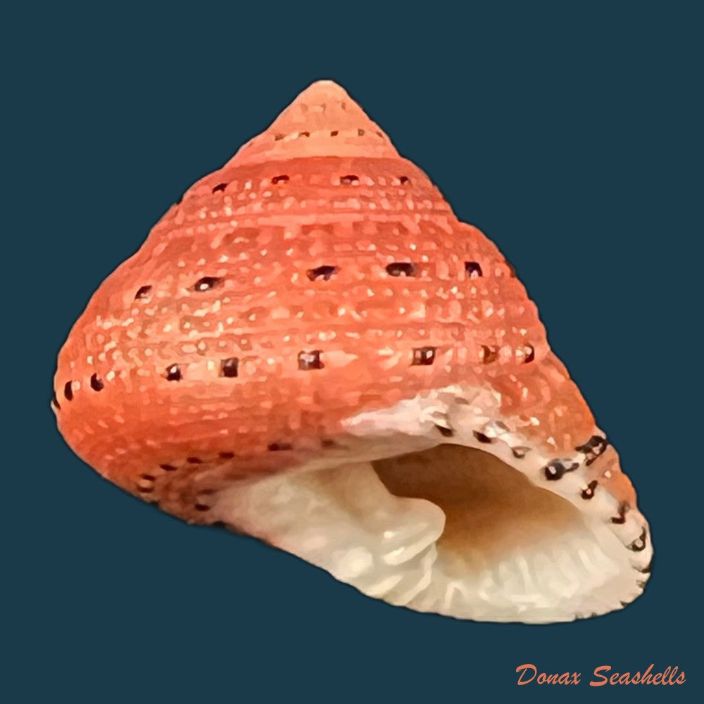 clanculus-puniceus-philippi-1846-18-5mm-copia