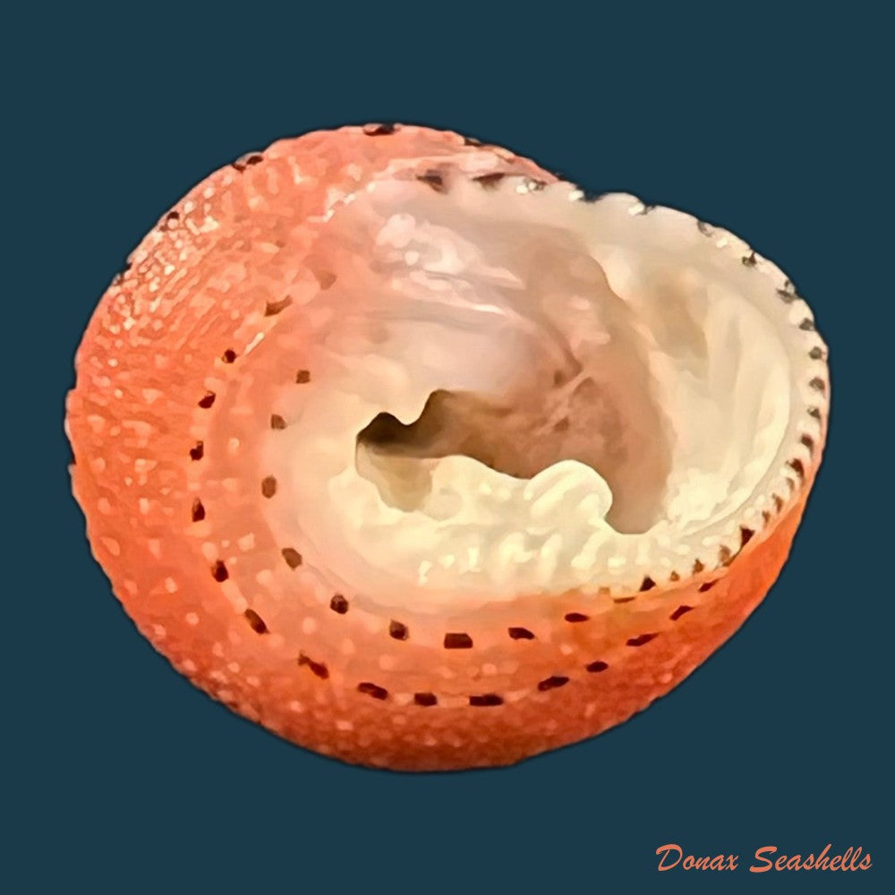 clanculus-puniceus-philippi-1846-18-5mm-copia