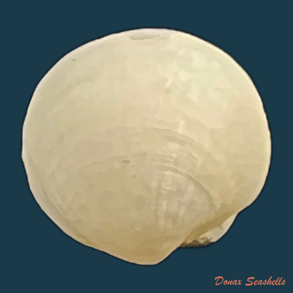 clathrolucina-costata-a-dorbigny-1846-11-4mm-copia