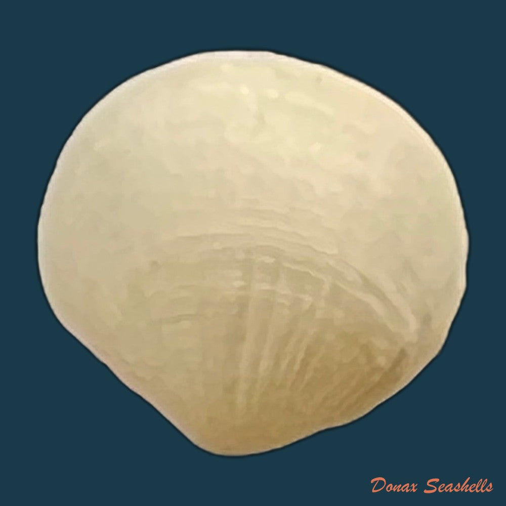 clathrolucina-costata-a-dorbigny-1846-11-4mm-copia