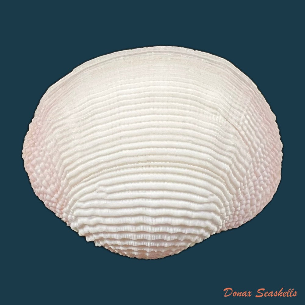 clathrolucina-costata-a-dorbigny-1846-13-1mm-copia