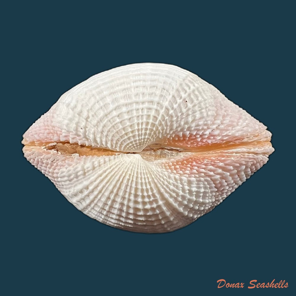 clathrolucina-costata-a-dorbigny-1846-13-1mm-copia