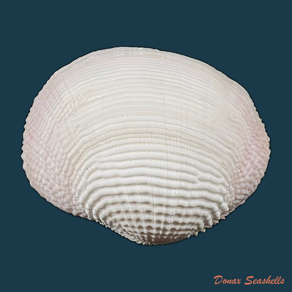 clathrolucina-costata-a-dorbigny-1846-13-1mm-copia