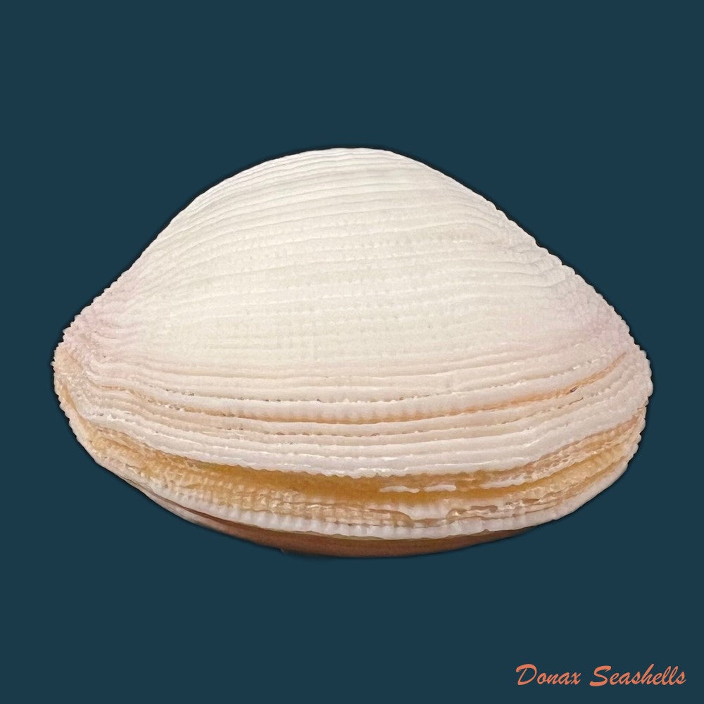 clathrolucina-costata-a-dorbigny-1846-13-1mm-copia