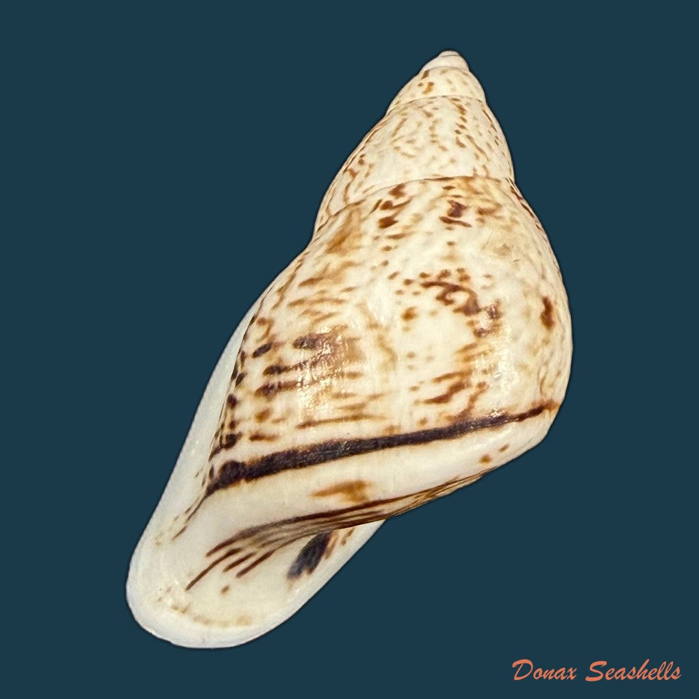 cochlorina-intensior-pilsbry-1898-31-8mm-copia