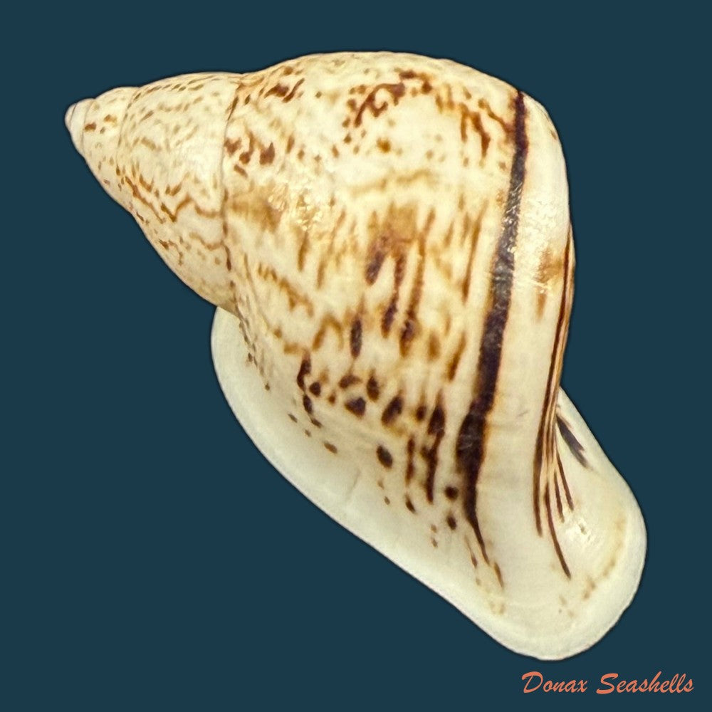 cochlorina-intensior-pilsbry-1898-31-8mm-copia