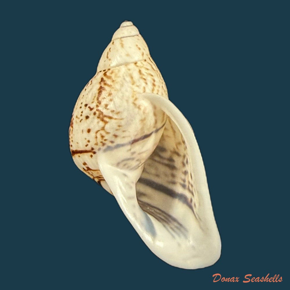 cochlorina-intensior-pilsbry-1898-31-8mm-copia