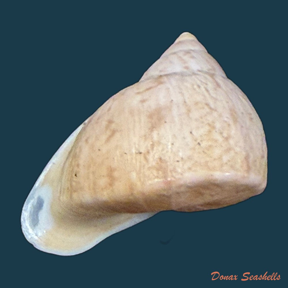 cochlorina-lateralis-menke-1828-27mm-copia