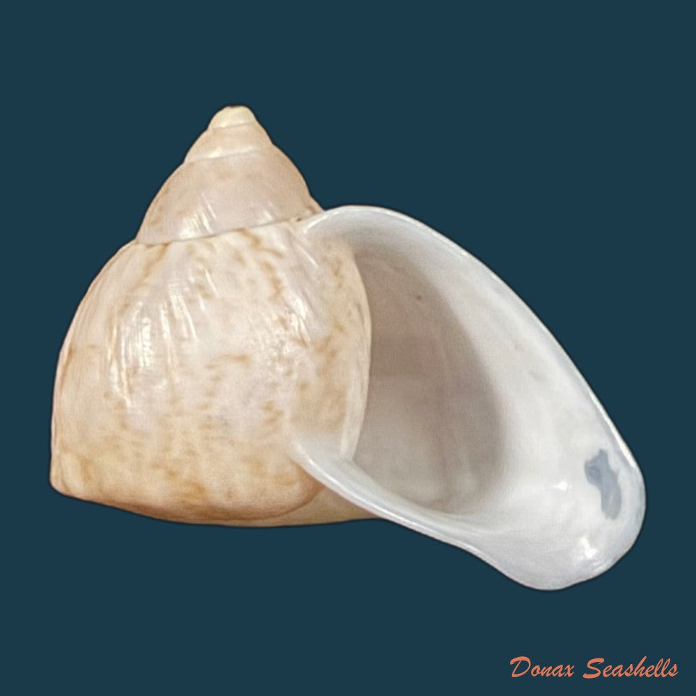 cochlorina-lateralis-menke-1828-27mm-copia