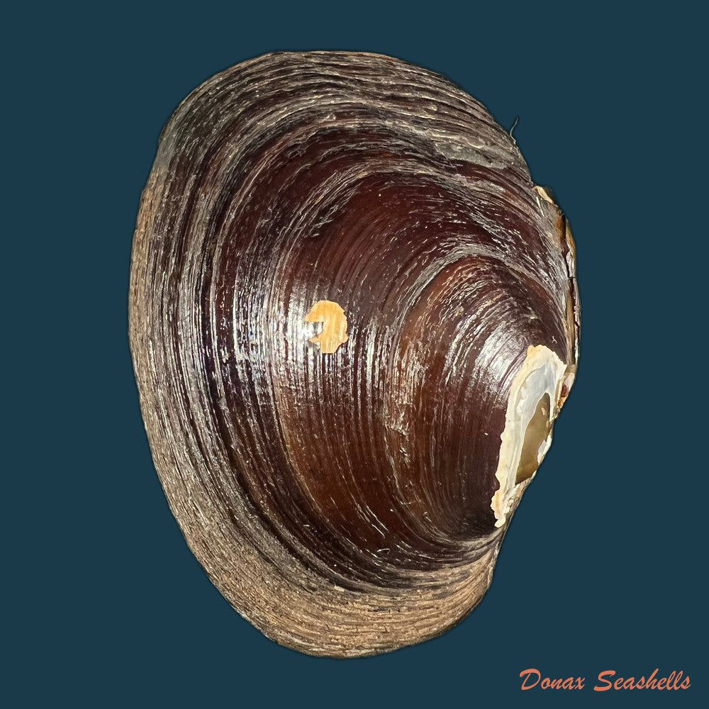 coelatura-kunenensis-mausson-1887-36-8mm-copia