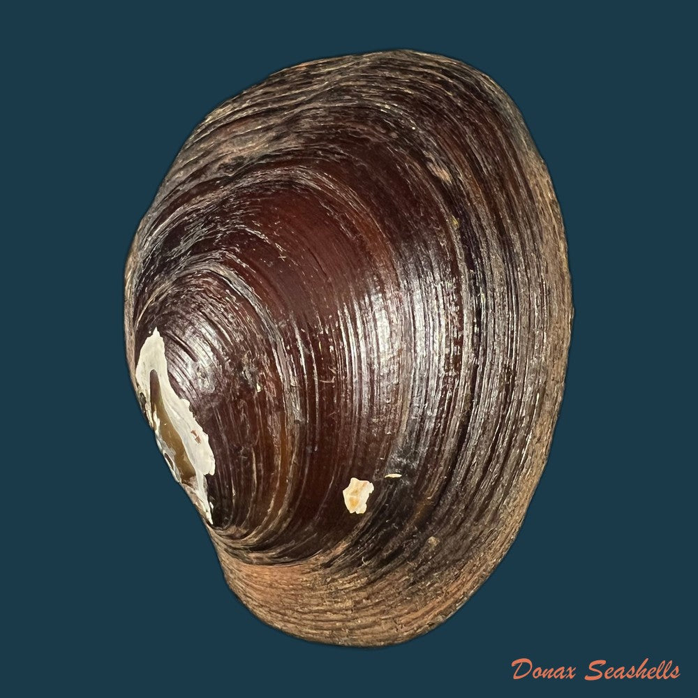 coelatura-kunenensis-mausson-1887-36-8mm-copia