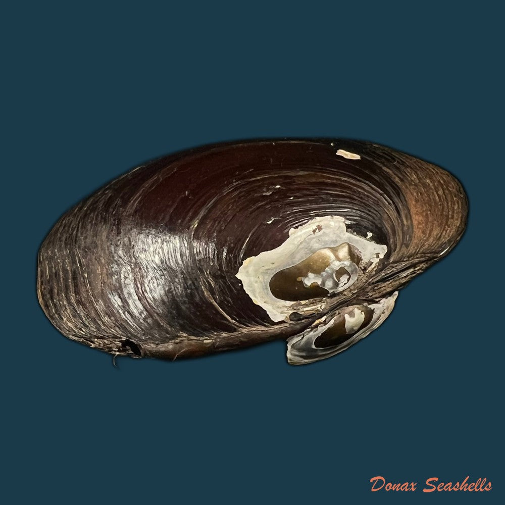 coelatura-kunenensis-mausson-1887-36-8mm-copia