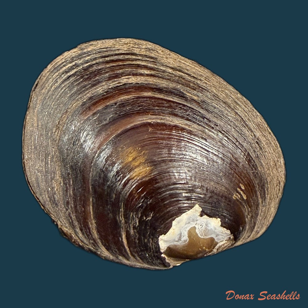 coelatura-kunenensis-mousson-1888-47-5mm-copia